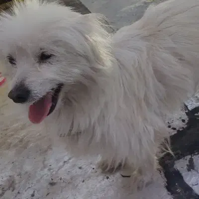 هاپو|سگ|بهارستان, |دیوار