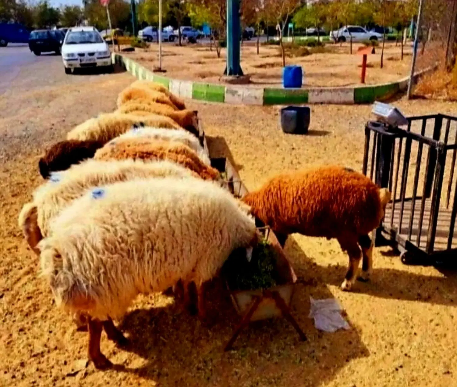 برّه نَر/چراگاهی(شهر ری/تهرانپارس)گوسفند زنده بشرط|حیوانات مزرعه|تهران, نارمک|دیوار