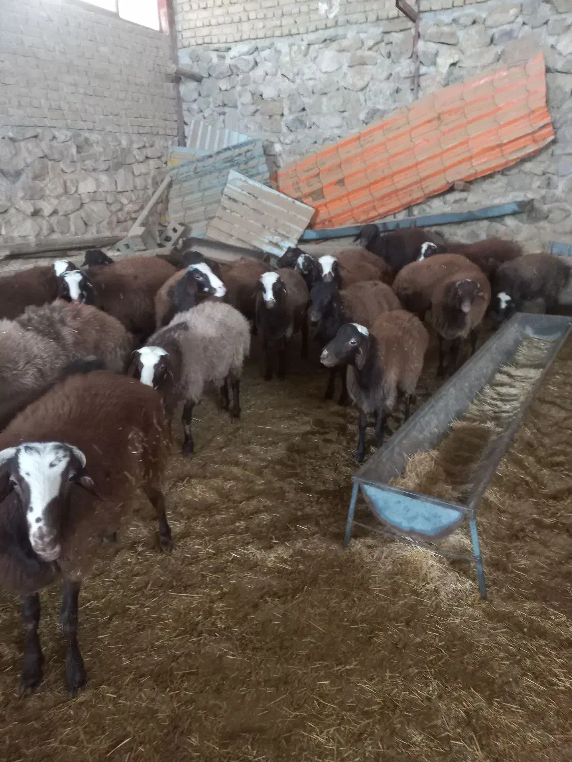 ۱۰۰ راس بره نر پروار وپای پروار فشندی|حیوانات مزرعه|هشتگرد, فشند|دیوار