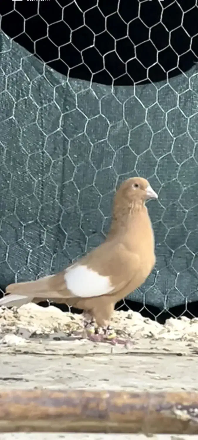 سرک زرد دم سفید|پرنده|استهبان, |دیوار