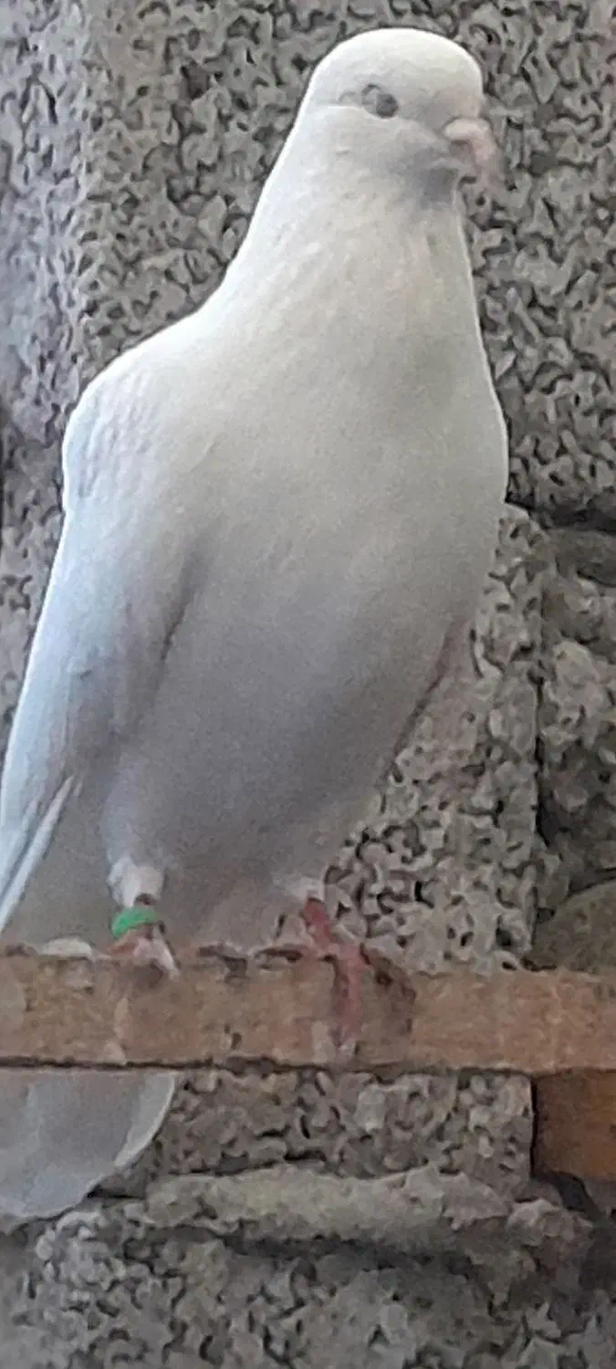 ۵عدد کبوتر پرشی خوب|پرنده|بندر انزلی, بشمن|دیوار