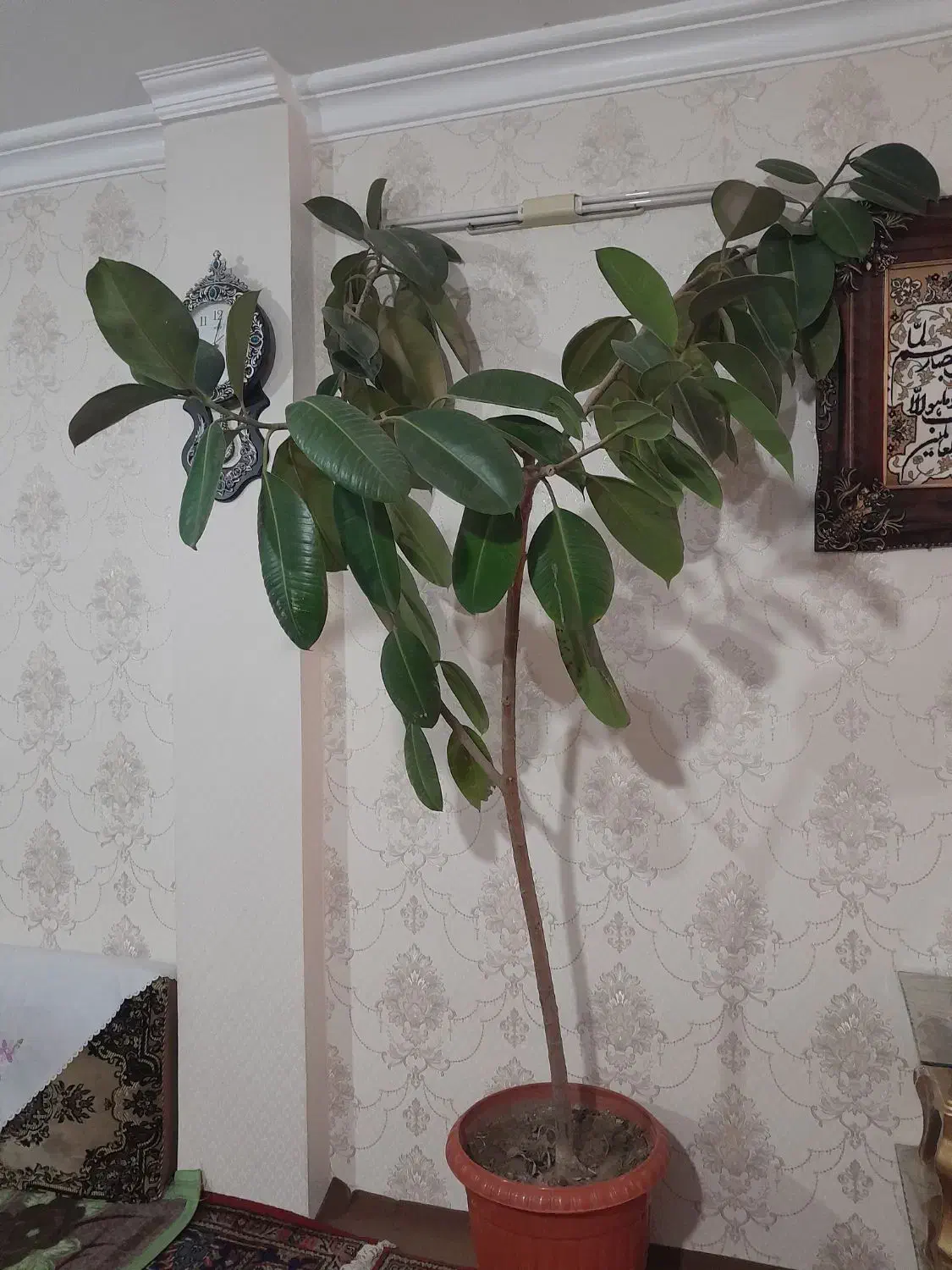 گل فیکوس|گل و گیاه طبیعی|خوی, |دیوار