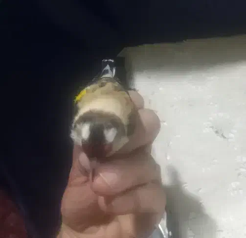 سهره رنگ روشن|پرنده|اصفهان, نقش جهان|دیوار