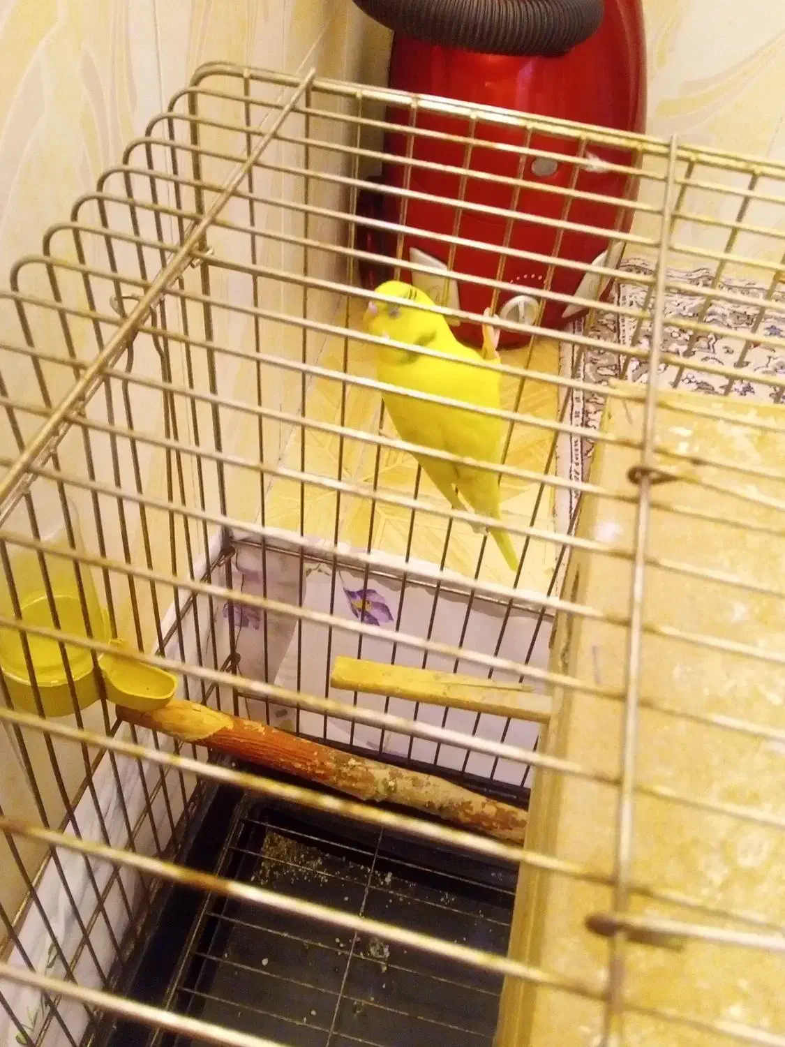 مرغ عشق|پرنده|تهران, مشیریه|دیوار