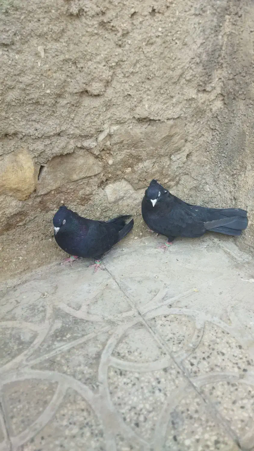 یک جفت سیاه خوب|پرنده|مرودشت, رودبال|دیوار