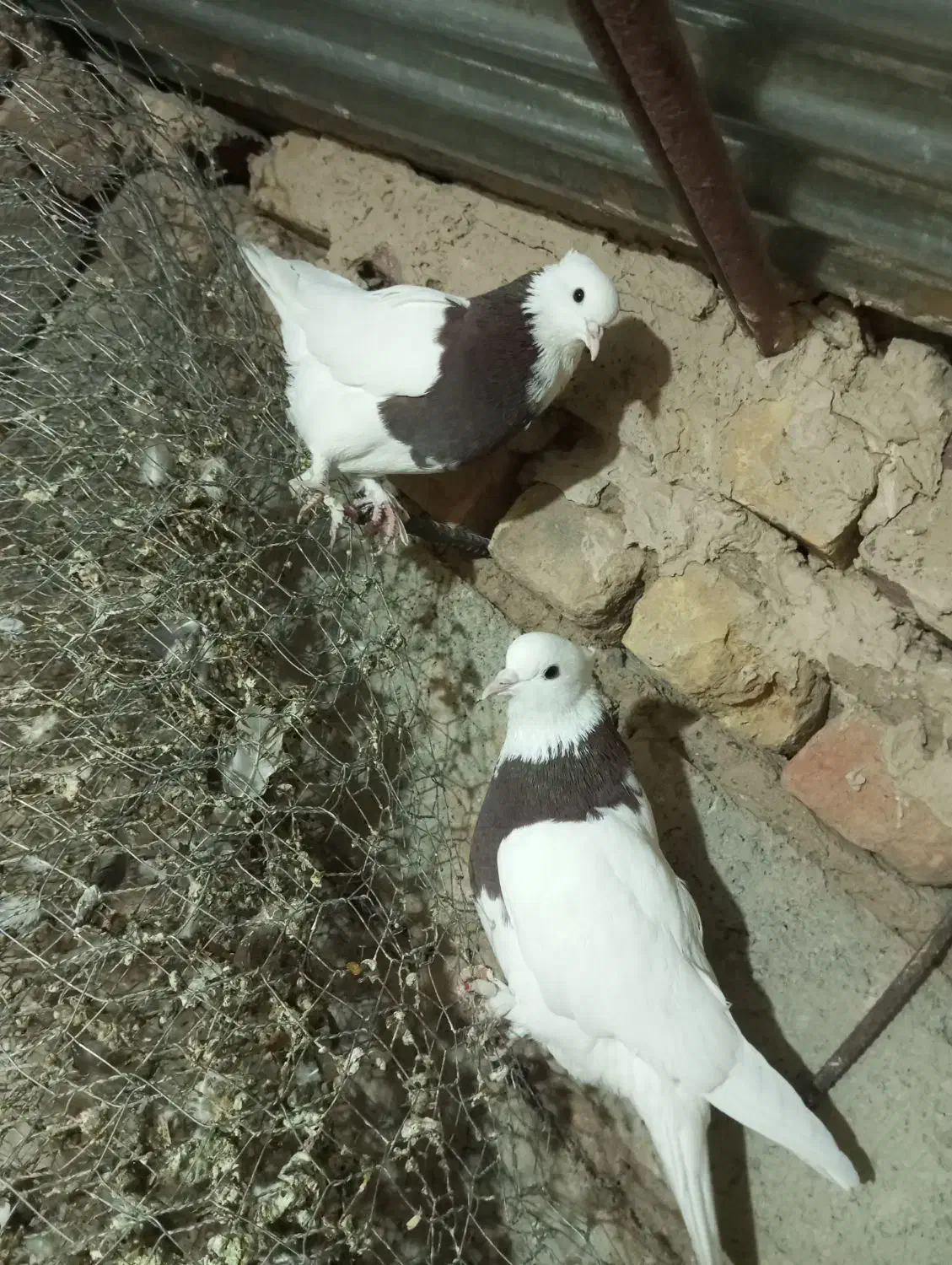 یک جفت کفتر طوقی میزون جوانه|پرنده|بردسکن, |دیوار