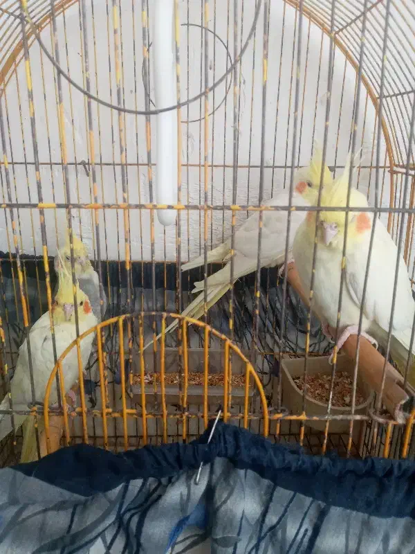 پرنده|پرنده|رشت, کوی طالقانی|دیوار