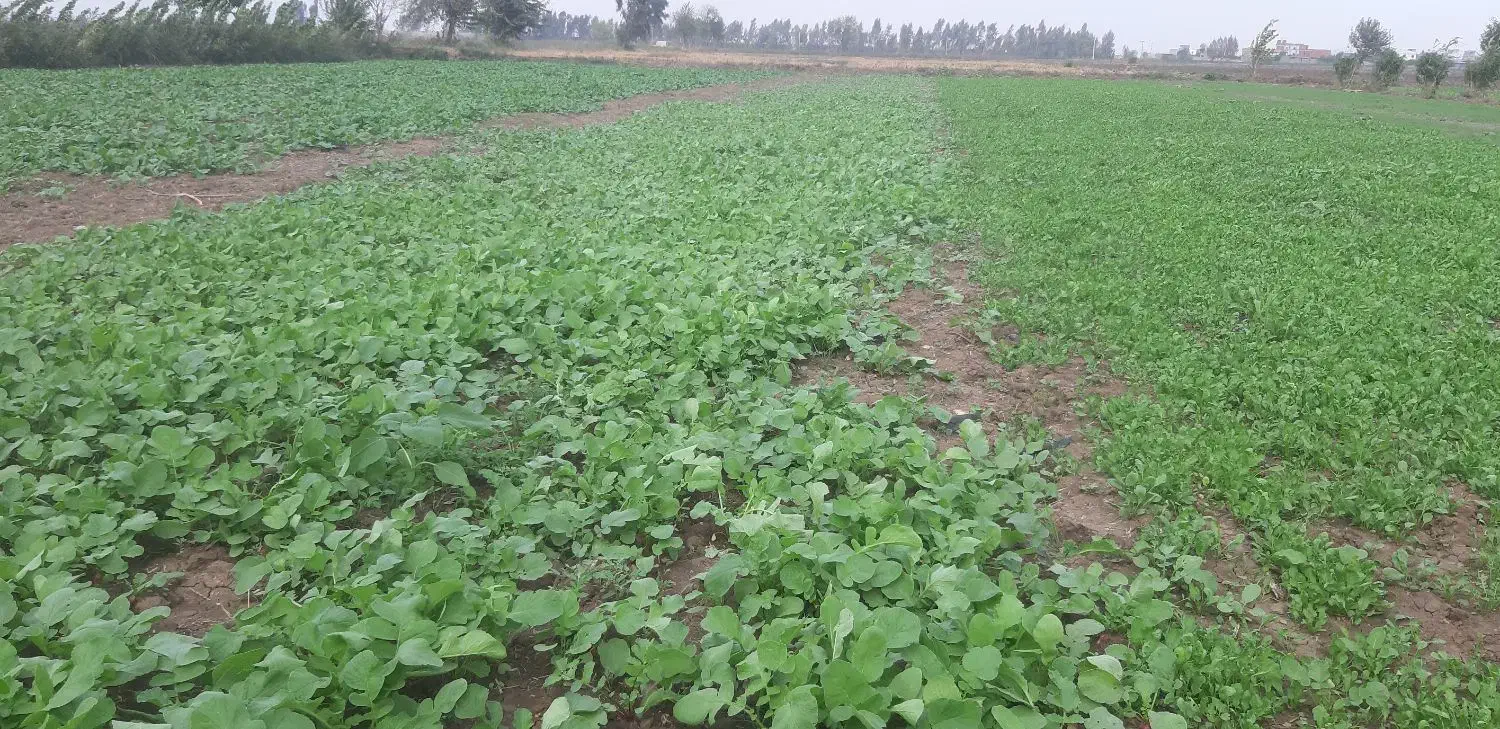 سبزی شاهی و تربچه|خوردنی و آشامیدنی|خان ببین, |دیوار