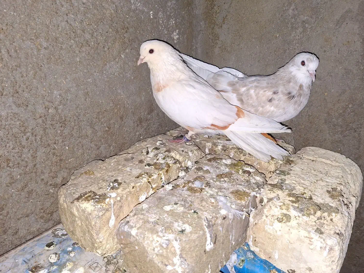 کفتر دم سیاه|پرنده|میمه, |دیوار