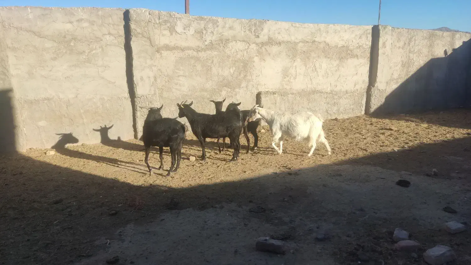 پنج راس بز آبستن کوهبنان|حیوانات مزرعه|کوهبنان, |دیوار