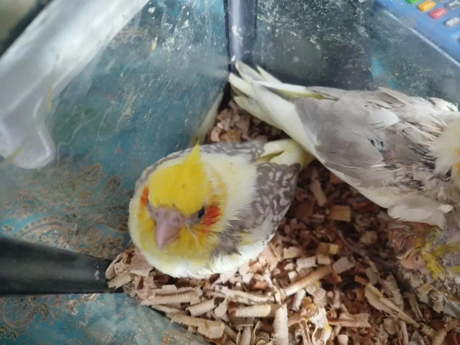 پرنده بیا پشمون نمیشی|تلویزیون و پروژکتور|شیراز, زرهی|دیوار