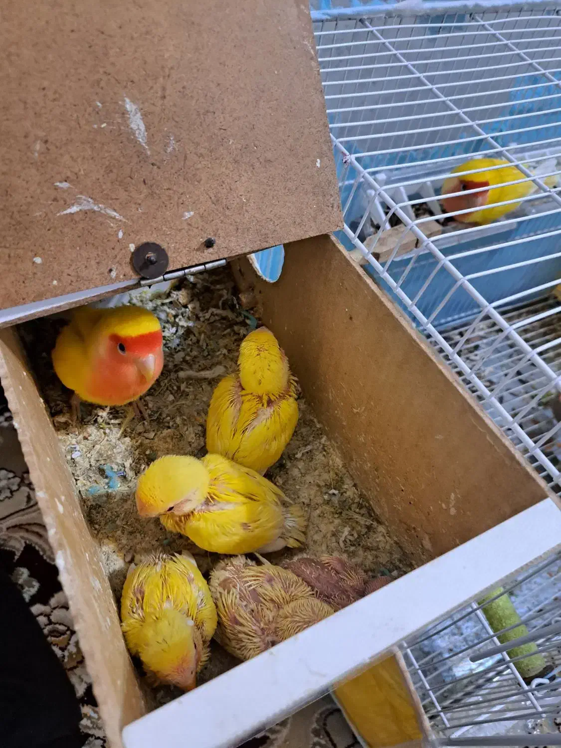 کوتوله عروس گرینچیک|پرنده|قائن, |دیوار