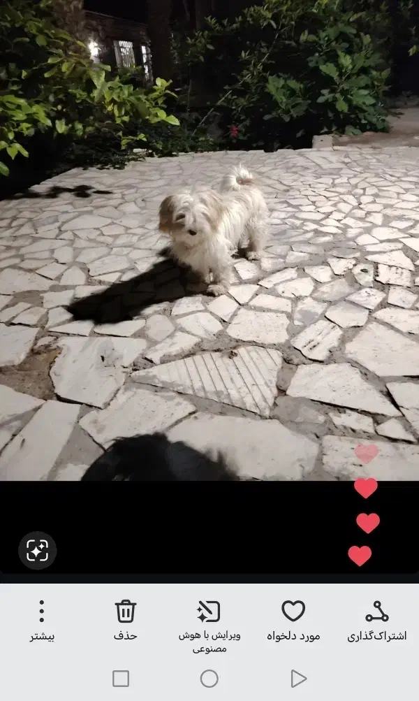 ژرمن بلک ماده ی شیتزو باهوش|سگ|بم, |دیوار