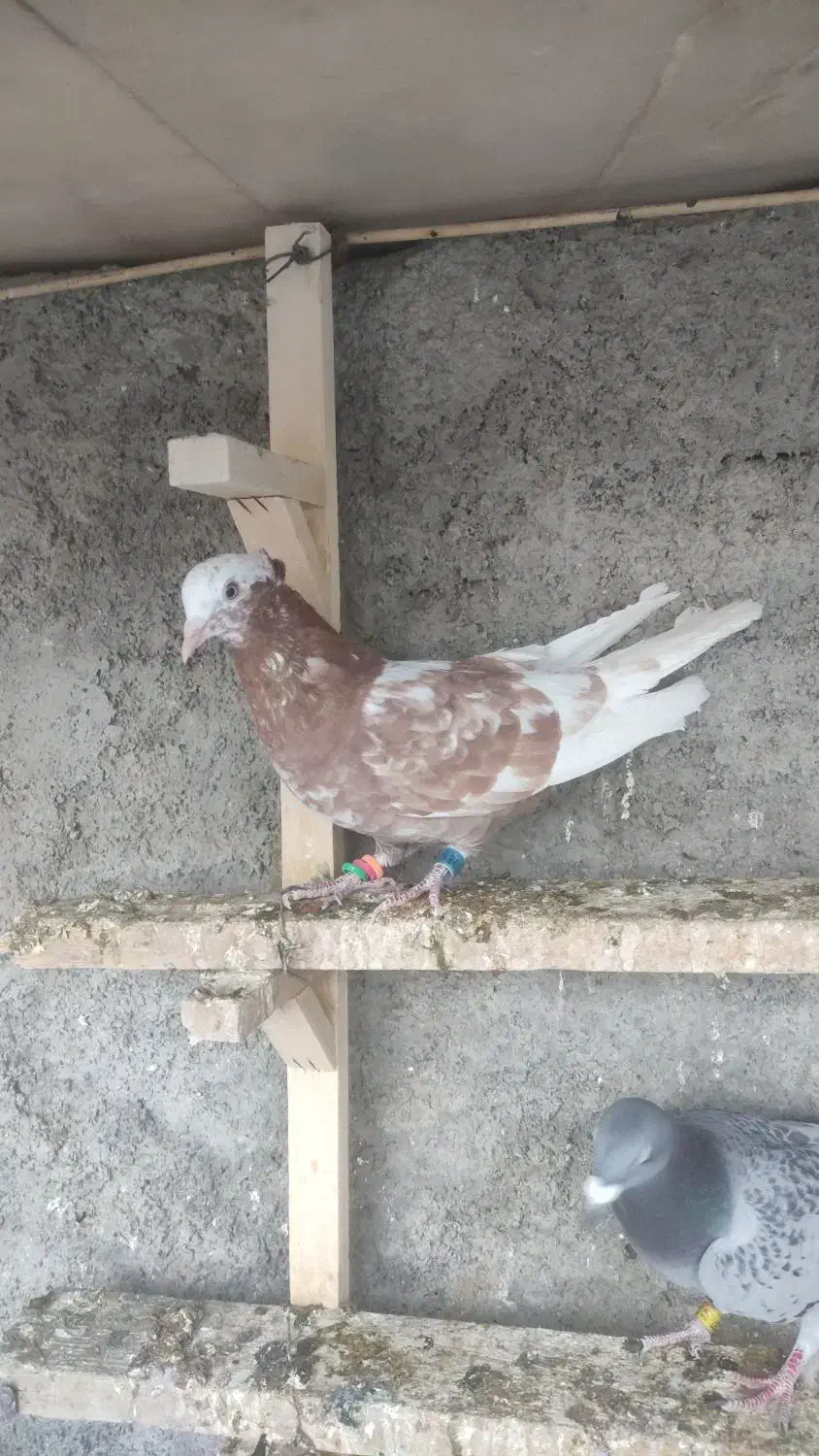 کبوتر چپ و خوشرنگ و سرور و دوکت|پرنده|لنجان, |دیوار