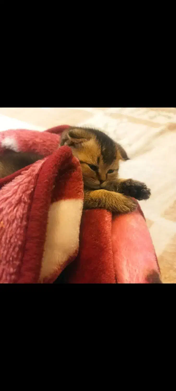 چین چیلا گلد دبل فولد|گربه|تهران, صادقیه|دیوار