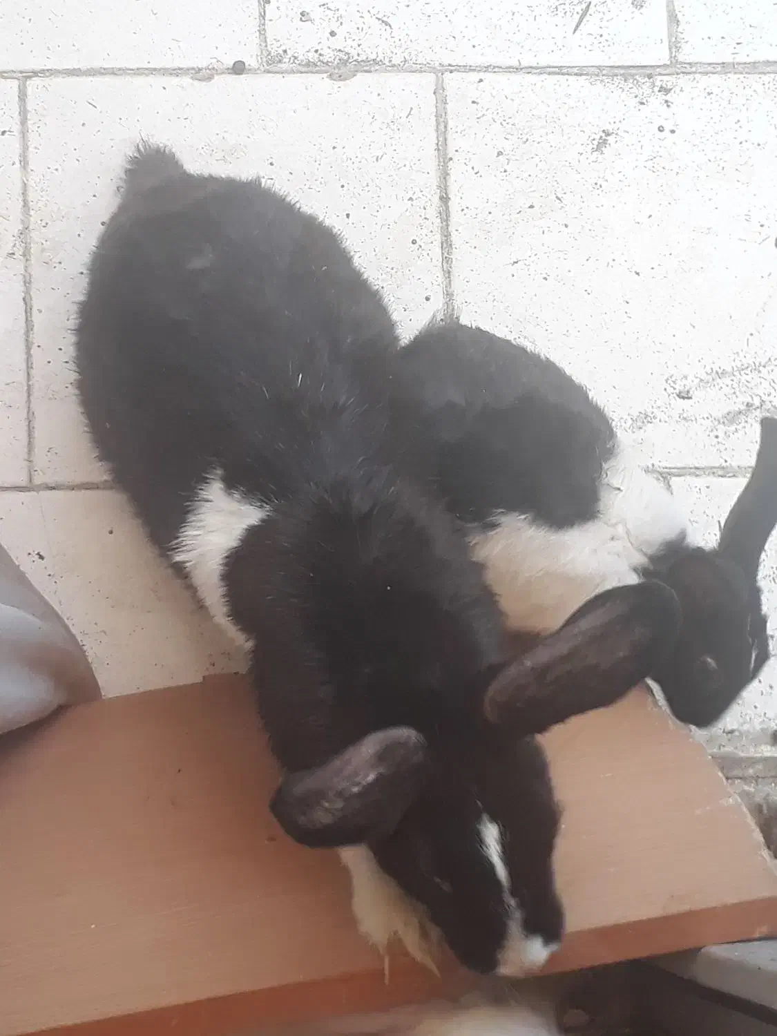 ۴عددخرگوش|موش و خرگوش|پرند, فاز ۵|دیوار