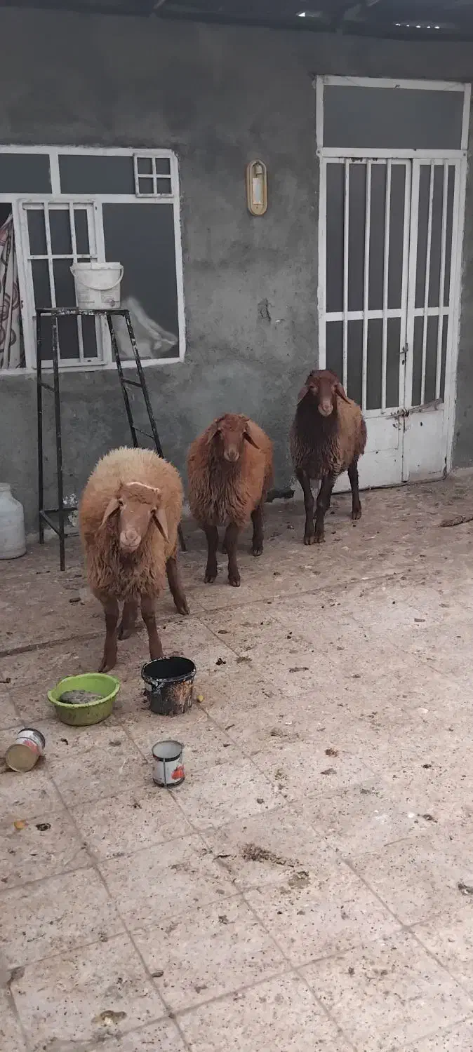 بره نر چاق خونی|حیوانات مزرعه|مشهد, بهمن|دیوار