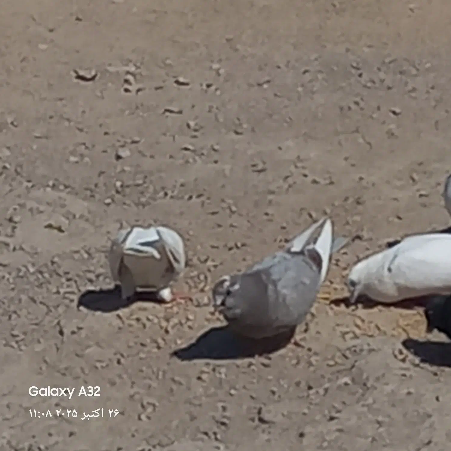 فروش‌کبوتر|پرنده|فین, |دیوار