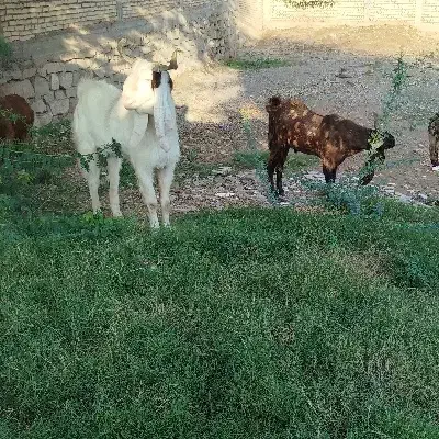 دو عدد بعده|حیوانات مزرعه|شوشتر, |دیوار