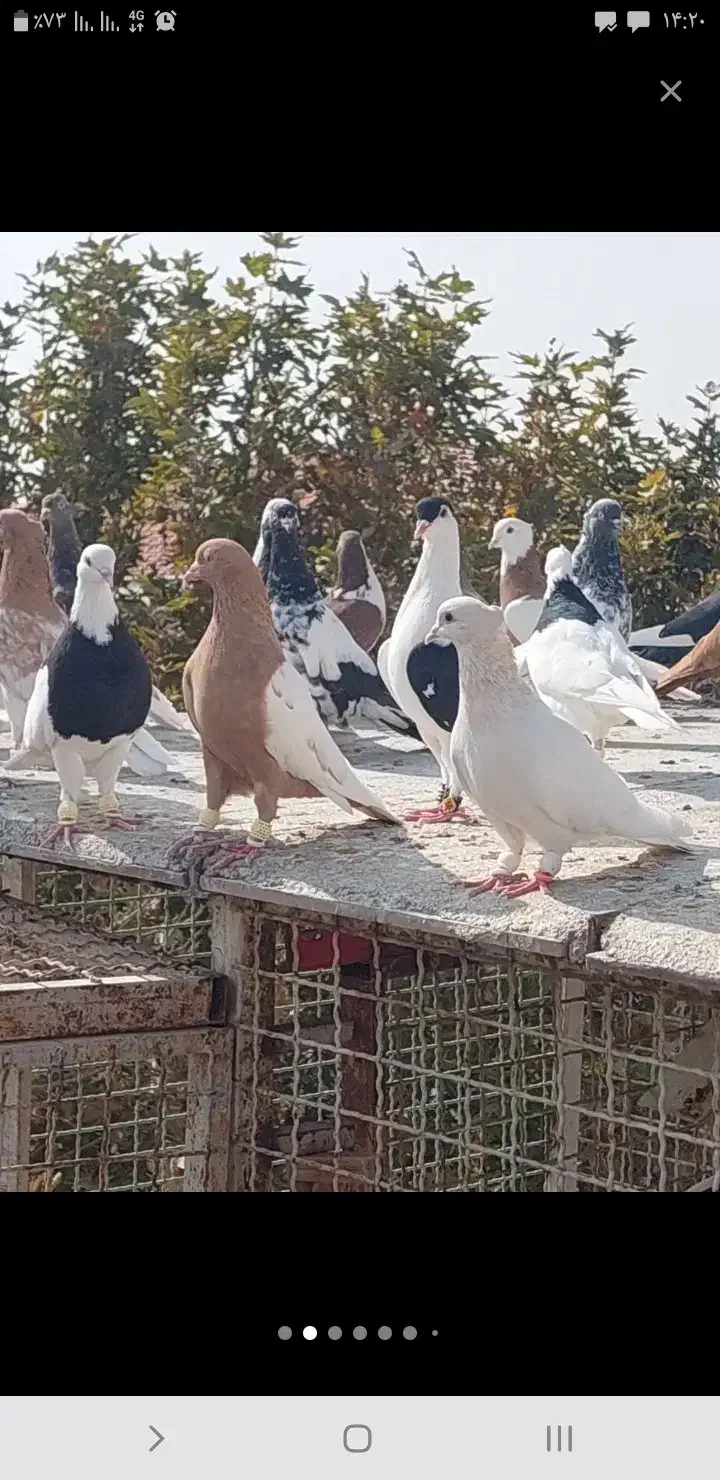 بار کبوتر خشک و تمیز|لوازم جانبی حیوانات|نیشابور, شهرک اندیشه|دیوار