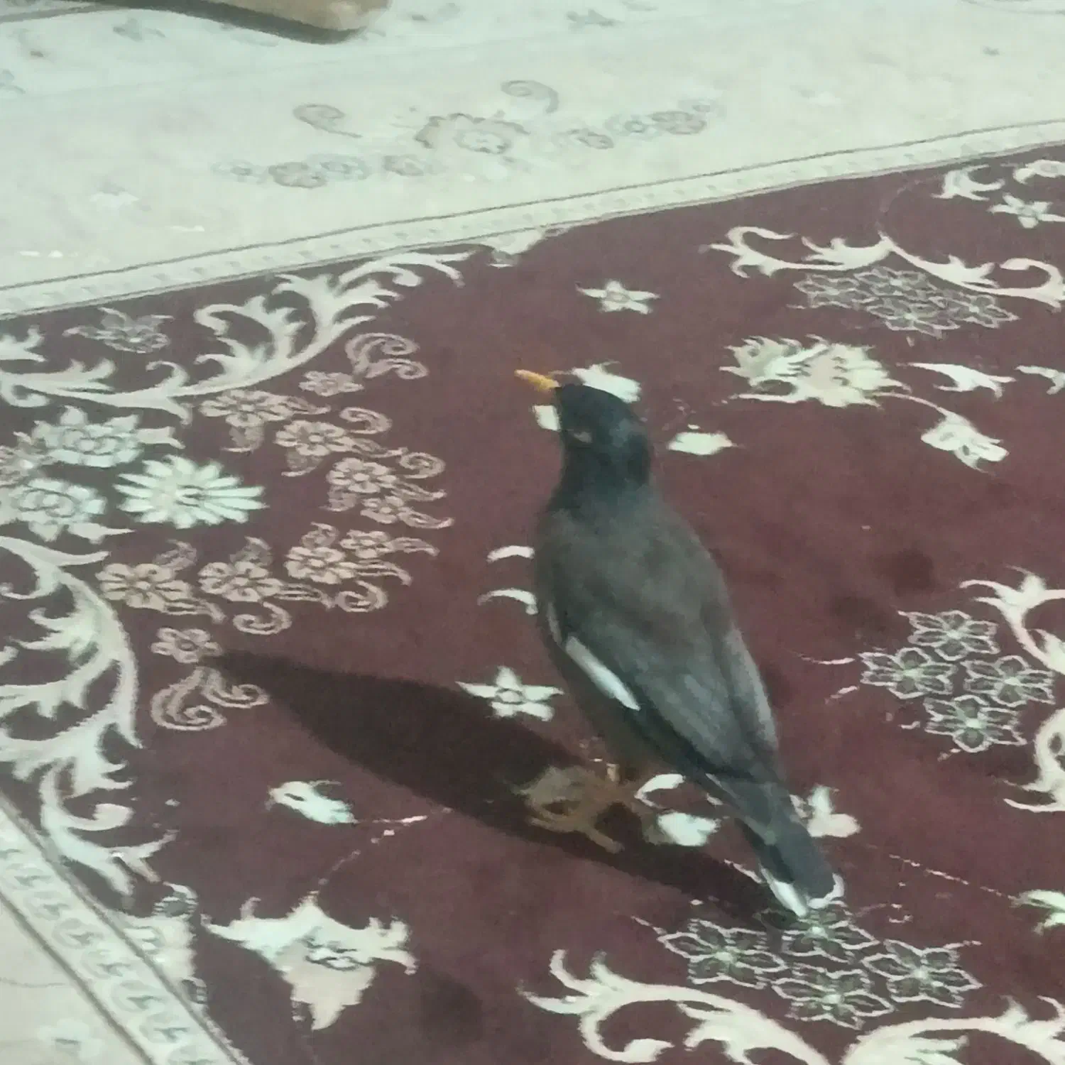 مینا خانگی1ساله|پرنده|فردیس, سرحد آباد|دیوار