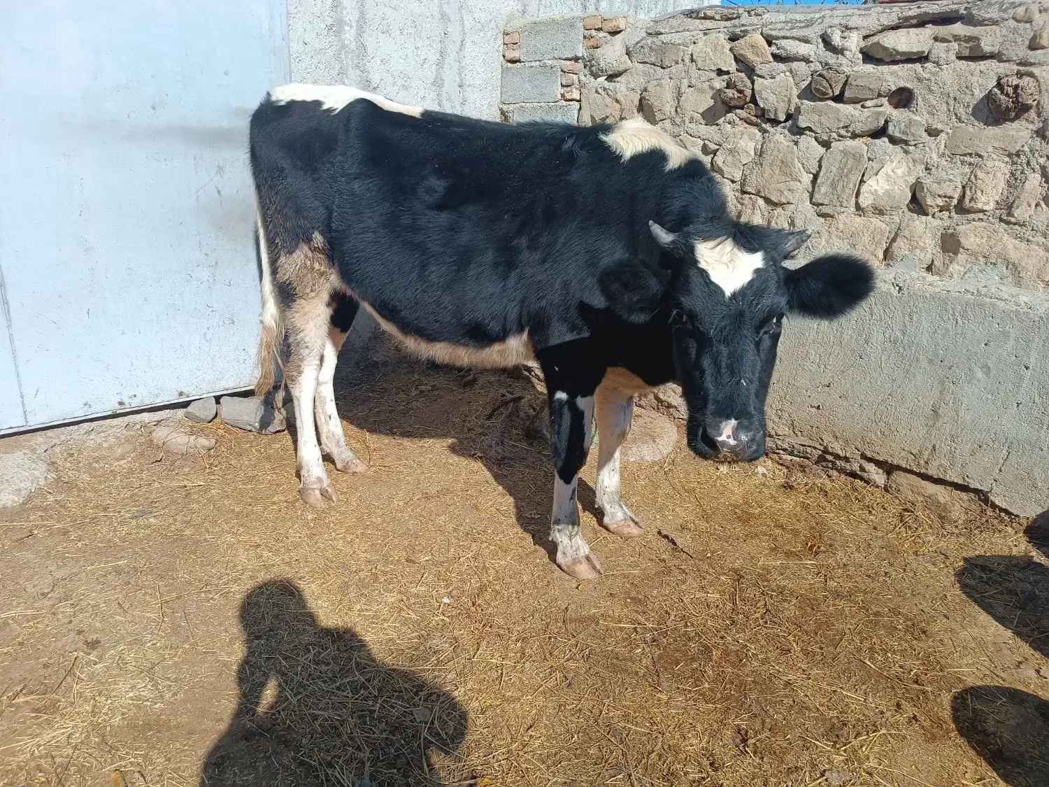 یک عدد گوساله هولشتاین اصل هفت ماه آبستن|حیوانات مزرعه|انگوت, |دیوار