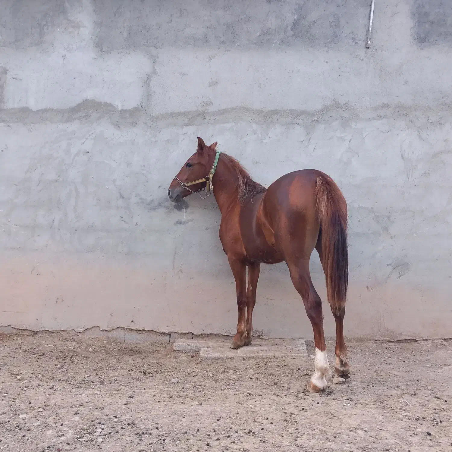 کره مادیان|اسب و تجهیزات اسبسواری|مبارکه, |دیوار