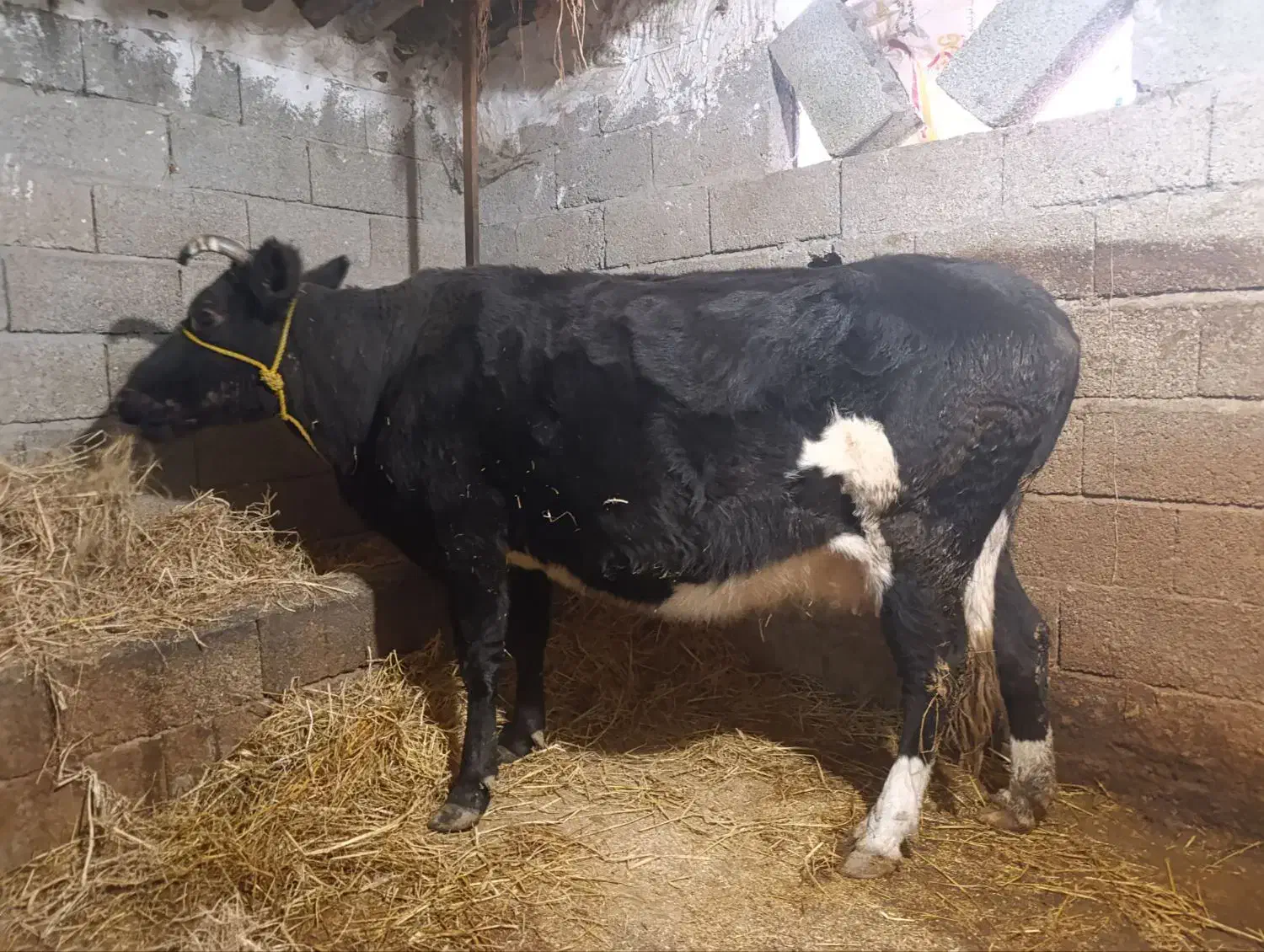 گاو دورگ محلی درجه یک آبستن|حیوانات مزرعه|اسالم, |دیوار