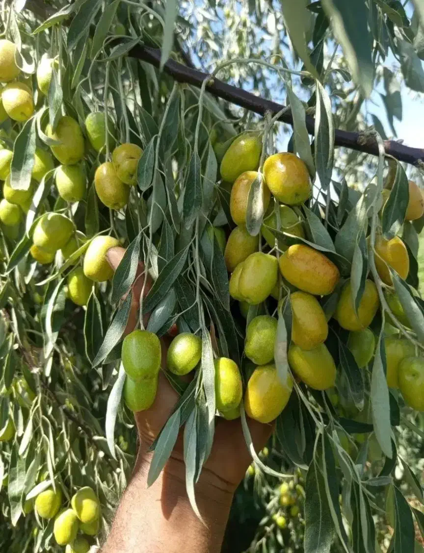 عرضه انواع نهال های تخصصی|خدمات باغبانی و درختکاری|تبریز, |دیوار