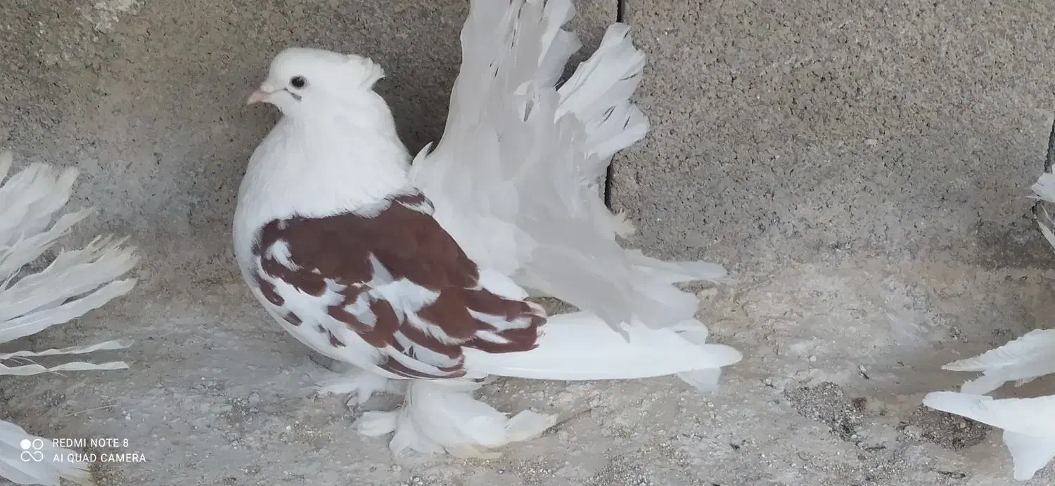 دمچتری|پرنده|خورموج, |دیوار