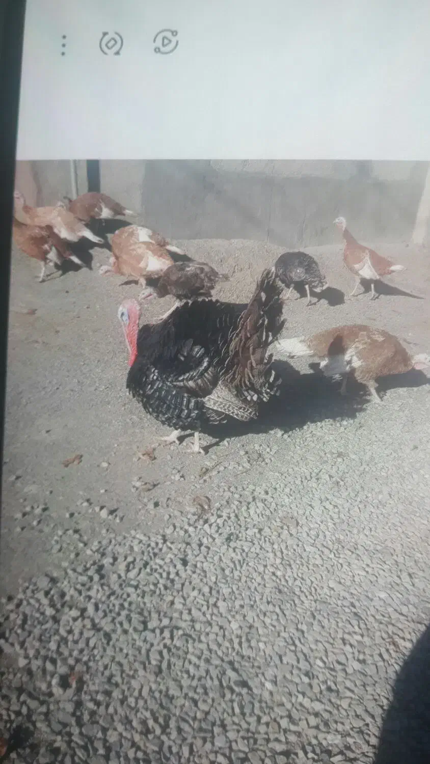 بوقلمون های محلی برنزوبوربون|حیوانات مزرعه|کامیاران, |دیوار