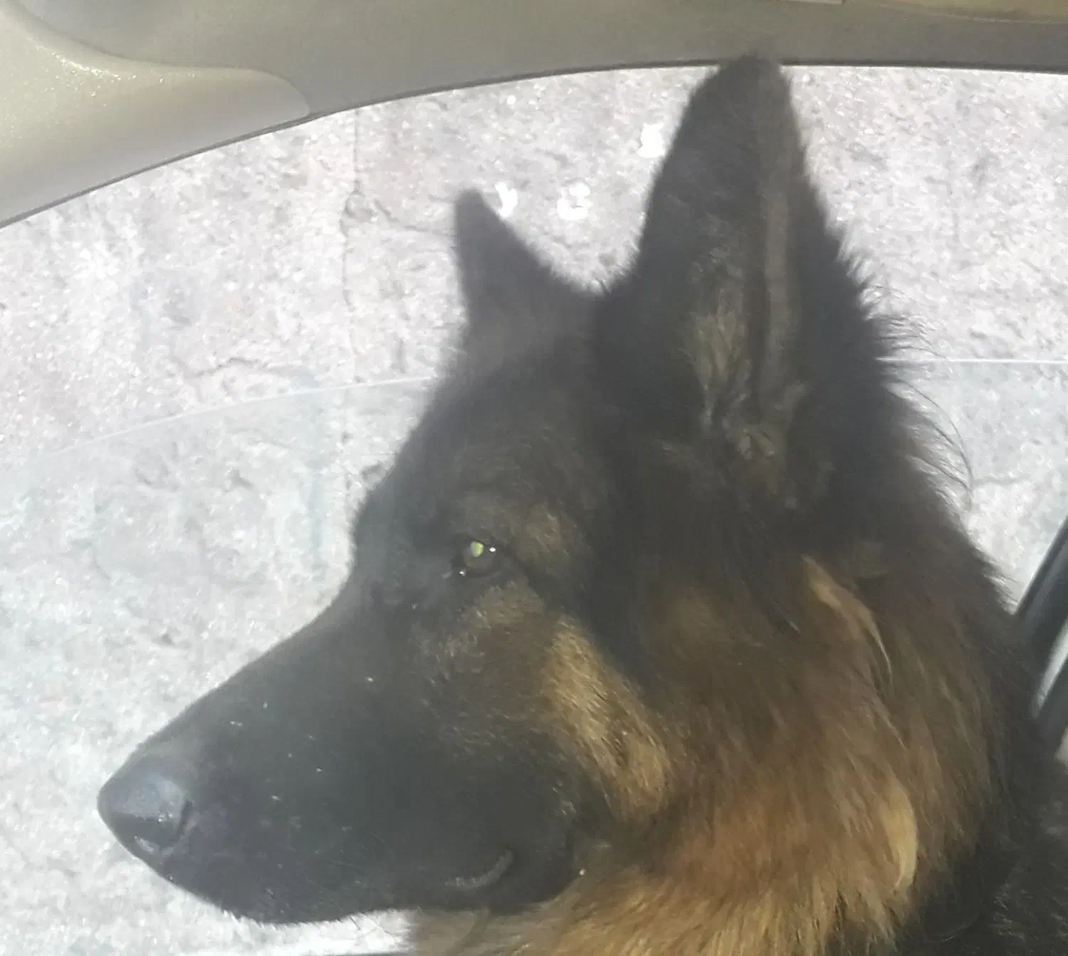 زرمن شیپرد شولاین ماده..دوسال سن دارد .|سگ|رشت, هلال احمر|دیوار