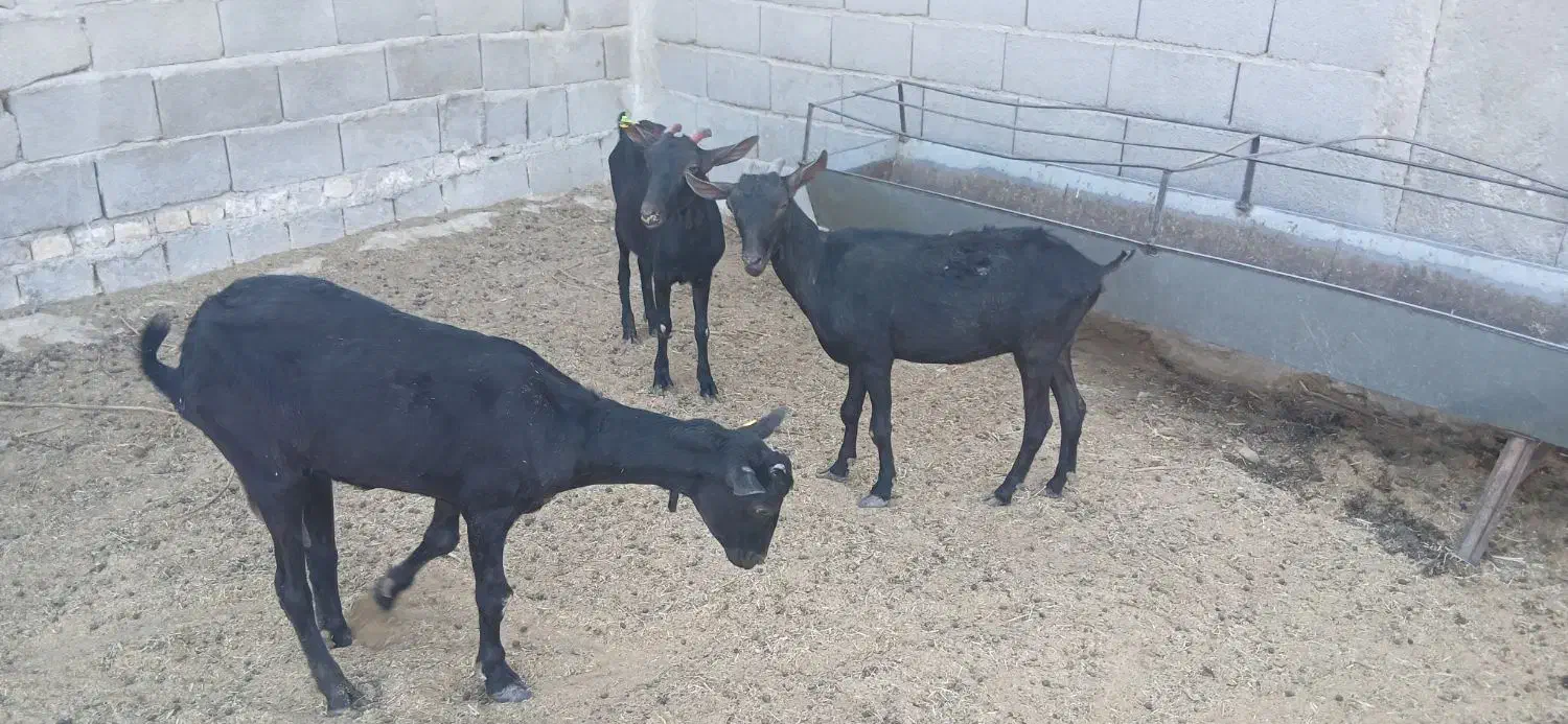 دوبز و یک کولار مورسیا|حیوانات مزرعه|مهریز, |دیوار