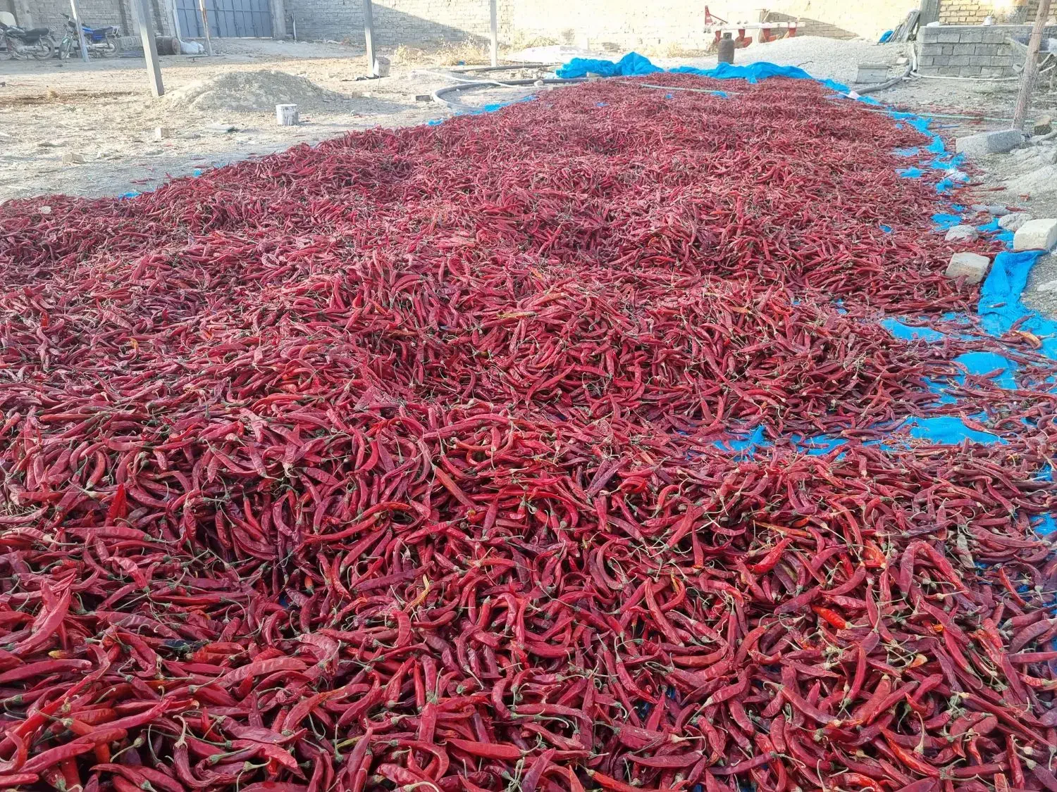 فروش ۵ تن فلفل قرمز|عمده‌فروشی|فیروزآباد (فارس), |دیوار