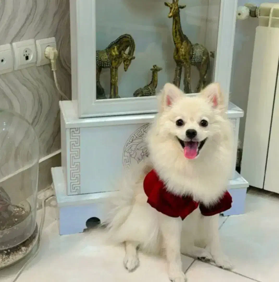 سگ پامر|سگ|قم, سالاریه|دیوار