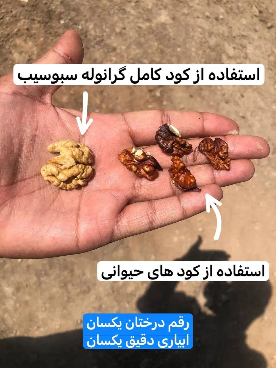 چالکود اصولی با کود کامل ارگانیک|خدمات باغبانی و درختکاری|قروه, |دیوار