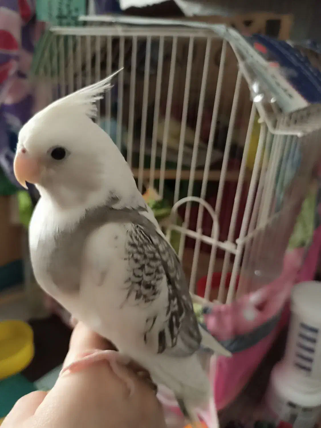 عروس هلندی|پرنده|گرگان, |دیوار