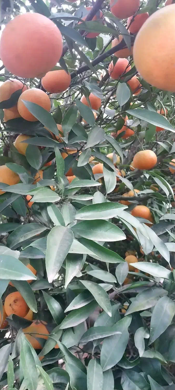 ۲عدرخت نارنگی پیج|عمدهفروشی|دابودشت, |دیوار