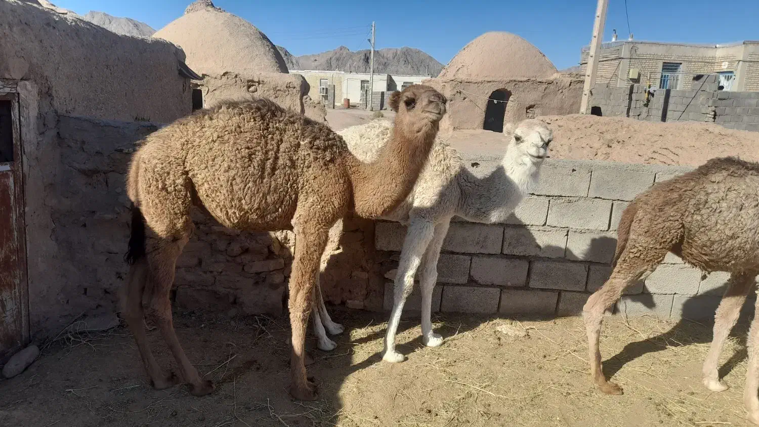 هاشی لوکی هر سه نر میباشد|حیوانات مزرعه|طبس, |دیوار