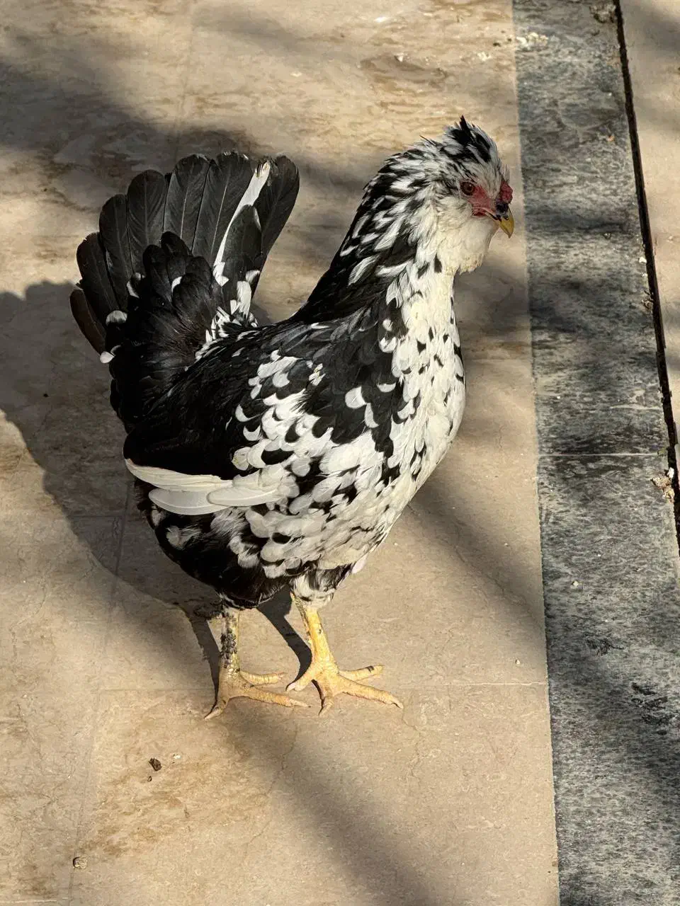 مرغ و خروس گلین|حیوانات مزرعه|ماهدشت, |دیوار