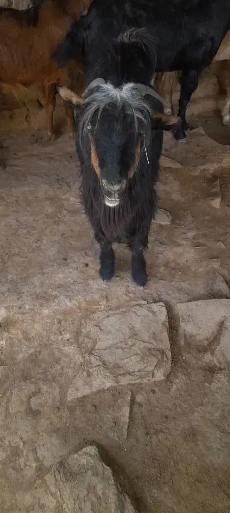 ۳تا بز آبستن برا فروش|حیوانات مزرعه|مسجد سلیمان, |دیوار