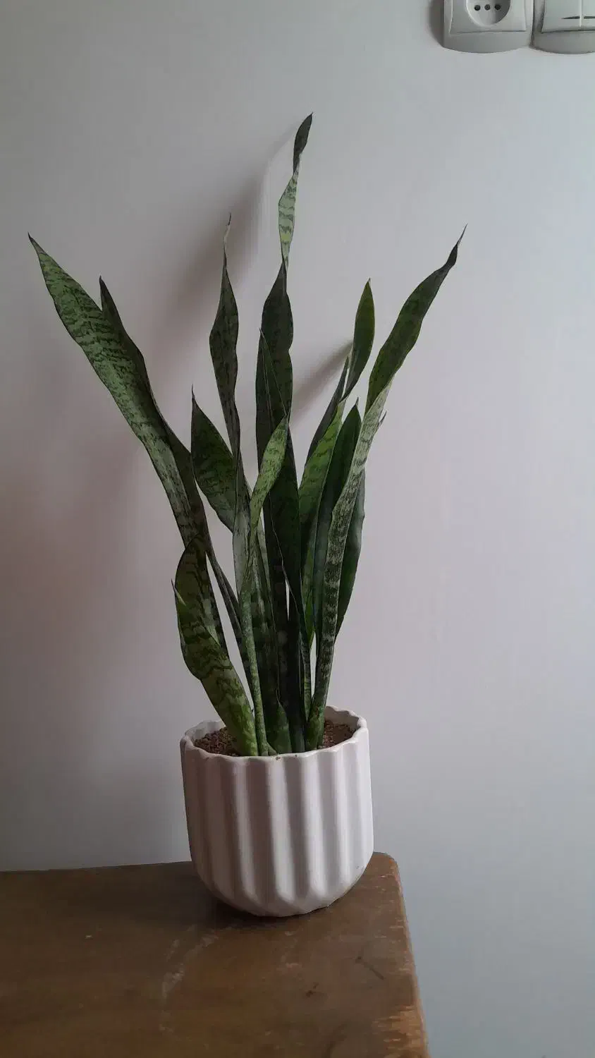 گل سانسوریا شمشیری|گل و گیاه طبیعی|بروجرد, |دیوار