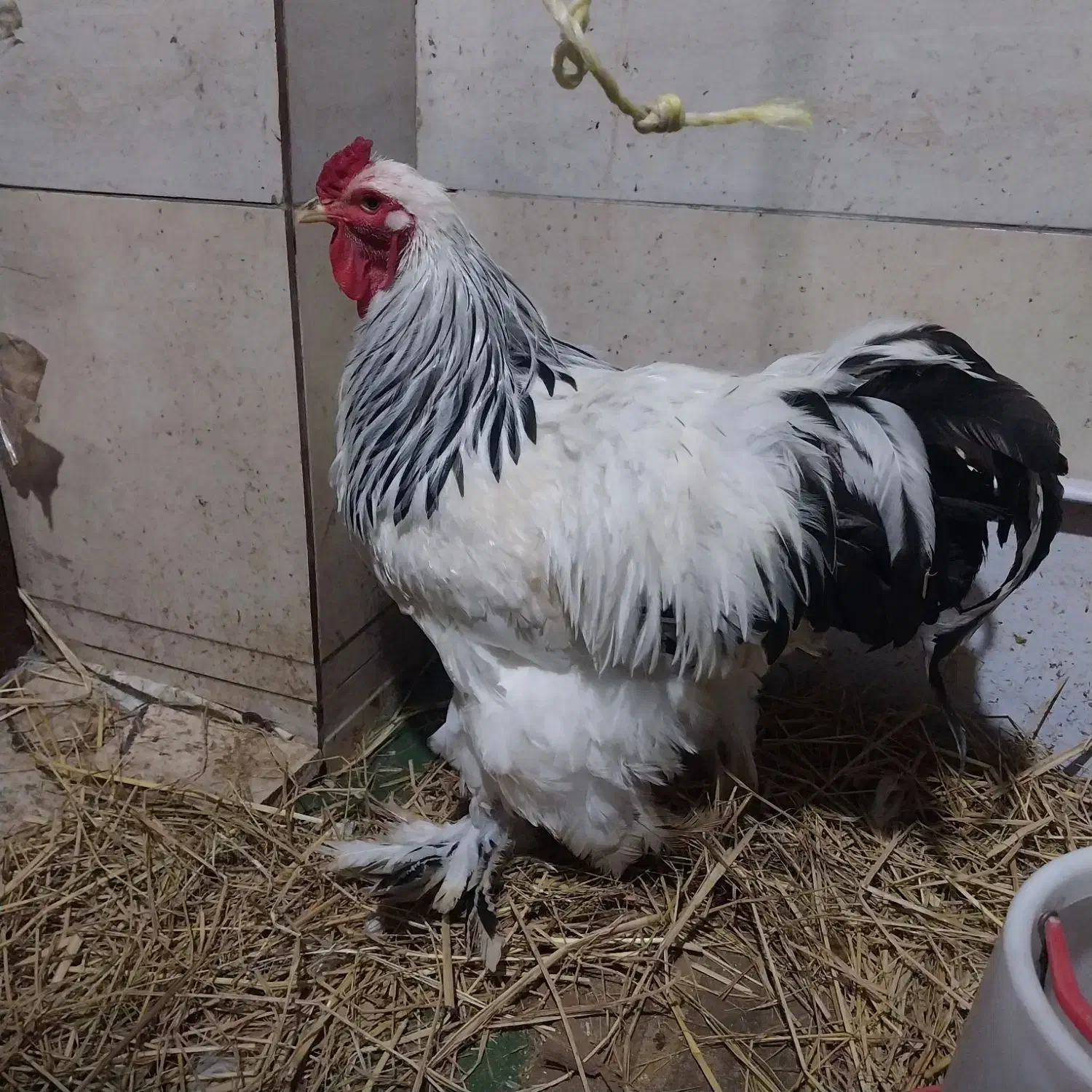 تخم مرغ برهما|حیوانات مزرعه|رشت, باهنر|دیوار