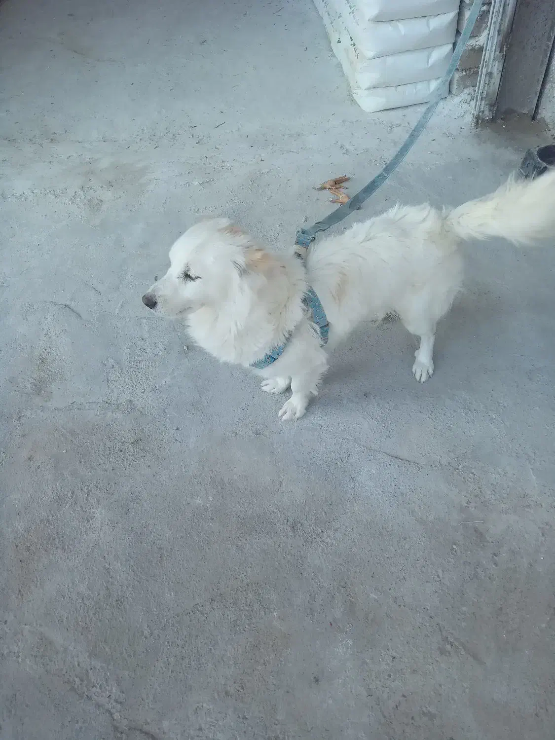 سگ پاپی|سگ|تاکستان, |دیوار