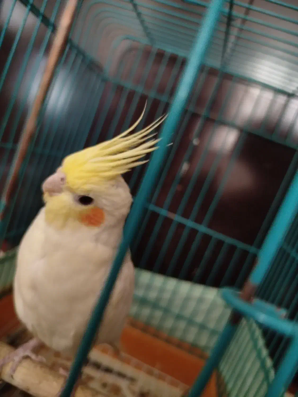 عروس هلندی جفت|پرنده|مهدی شهر, |دیوار