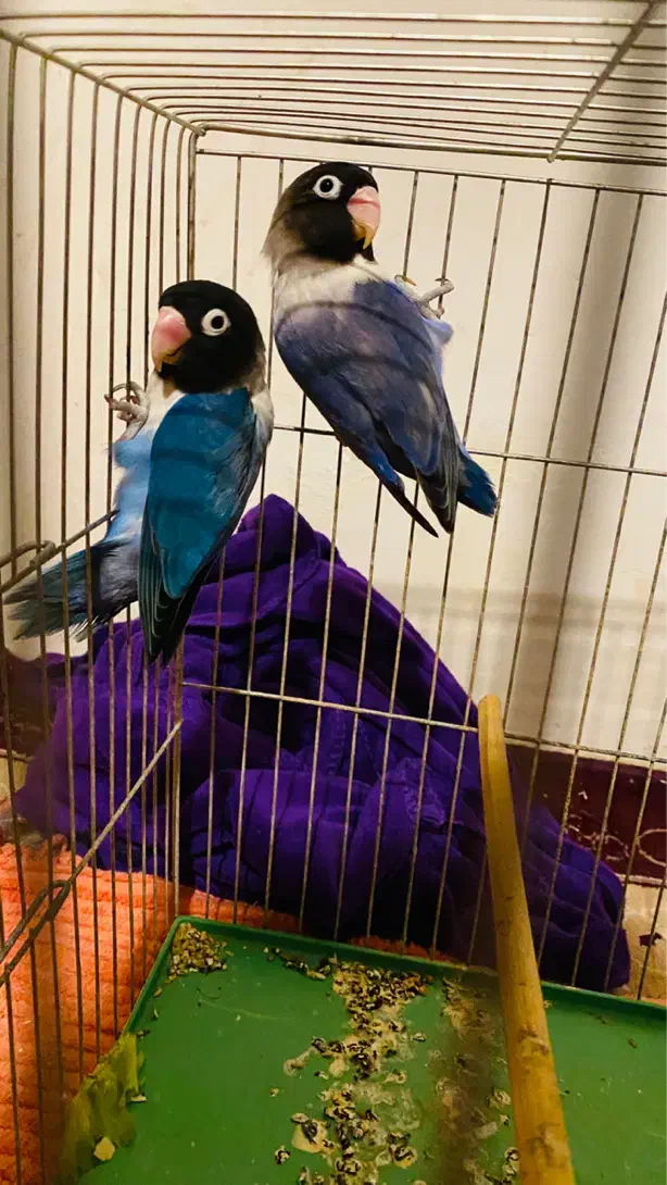 طوطی برزیلی|پرنده|رشت, انصاری|دیوار