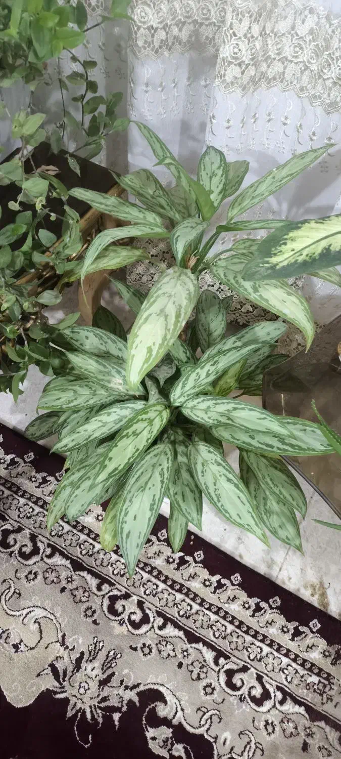 گل خونگی|گل و گیاه طبیعی|اسدآباد, |دیوار