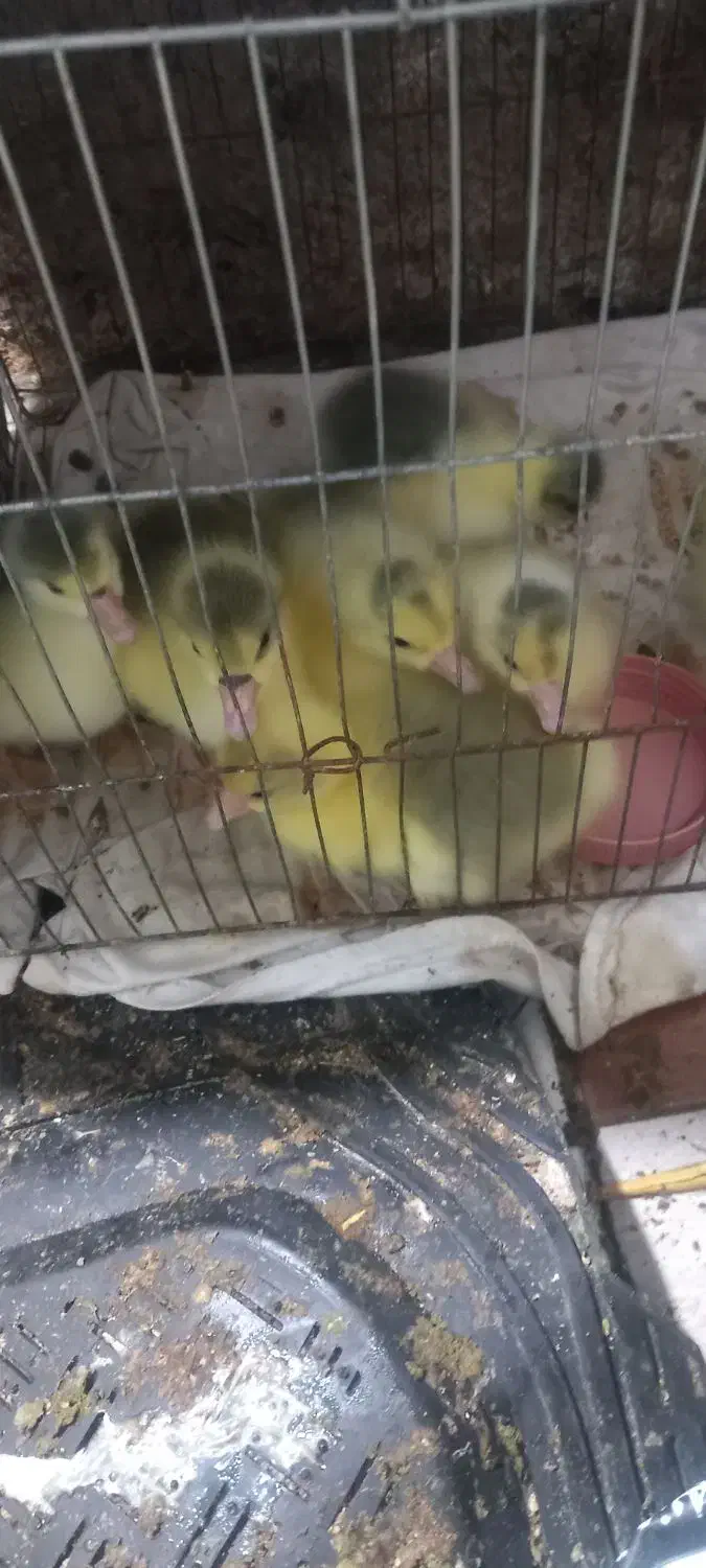 جوجه غاز|حیوانات مزرعه|مینودشت, |دیوار