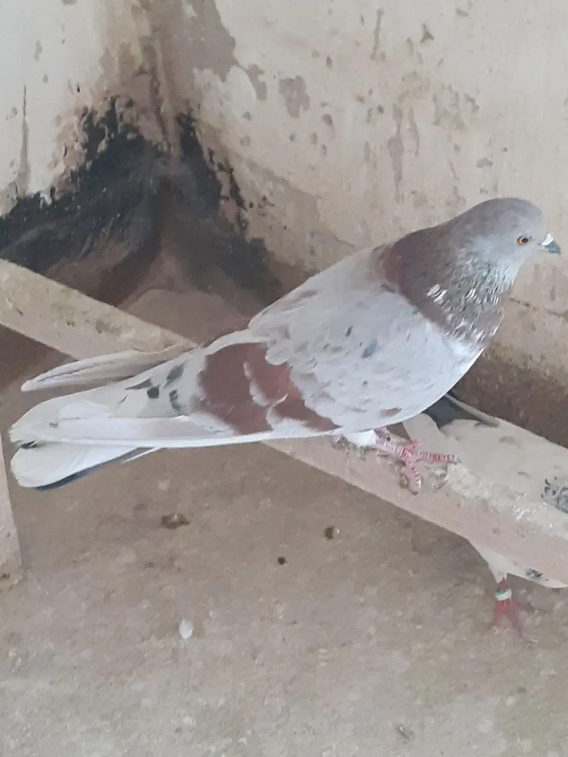 کفترپیس سرور(نوه سرورملقب به راسو)باغستان|پرنده|تهران, سعیدآباد|دیوار