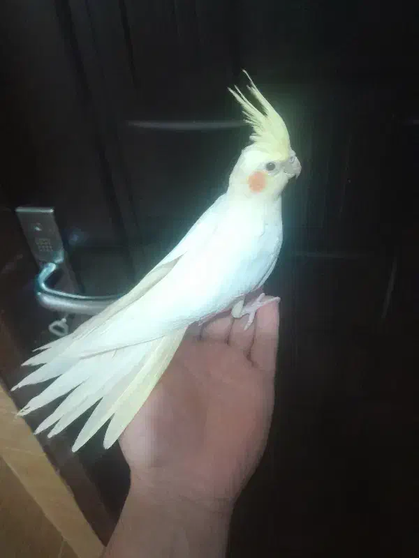 عروس هلندی|پرنده|اردبیل, |دیوار